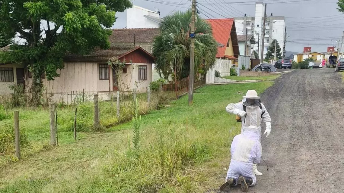 Ataque de abelhas deixa cachorros inconscientes e feridos em SC