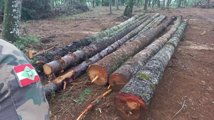 Mais de 200 toras de araucária são apreendidas em localidade na Serra