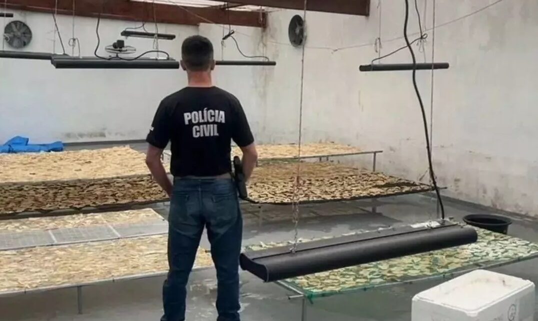 Exportadora clandestina é interditada e fiscalização apreende 4,5 toneladas de pescados