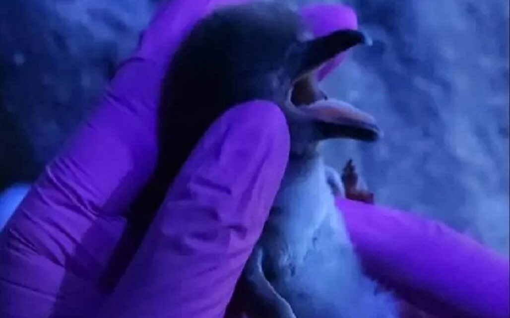 Pela primeira vez, SC registra nascimento de filhote de pinguim
