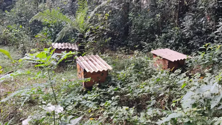 Polícia Civil recupera 13 caixas de abelhas furtadas no valor de R$ 5 mil em SC