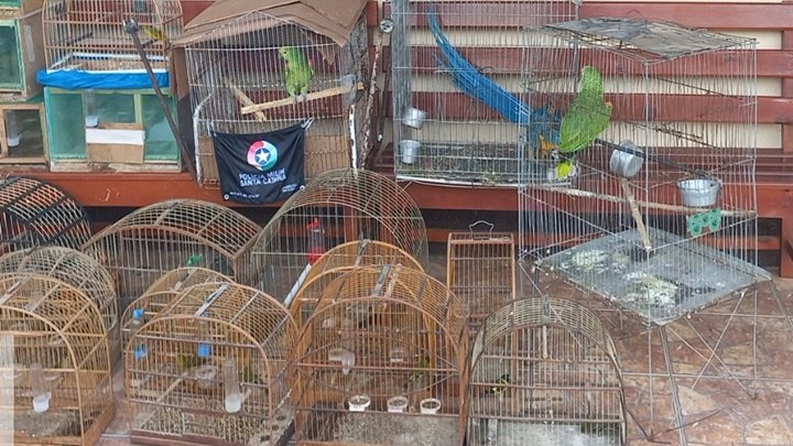 Mais de 20 aves nativas são resgatadas pela Polícia Militar em SC