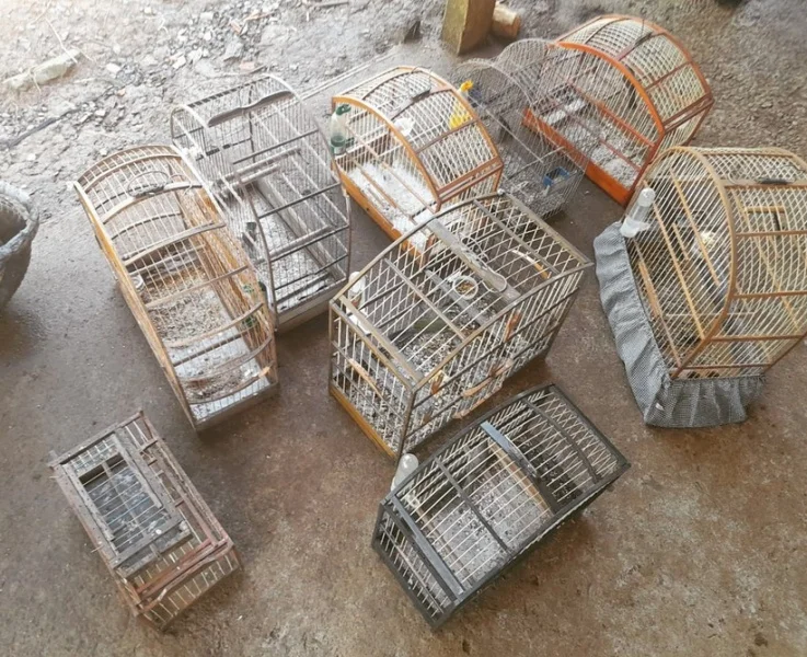 PM Ambiental flagra pássaros em cativeiro no interior de Treze Tílias