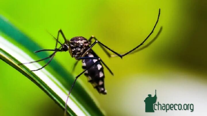 Urgente! Chapecó confirma mais três óbitos por dengue