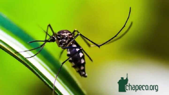 Brasil tem mais de um milhão de casos de dengue este ano