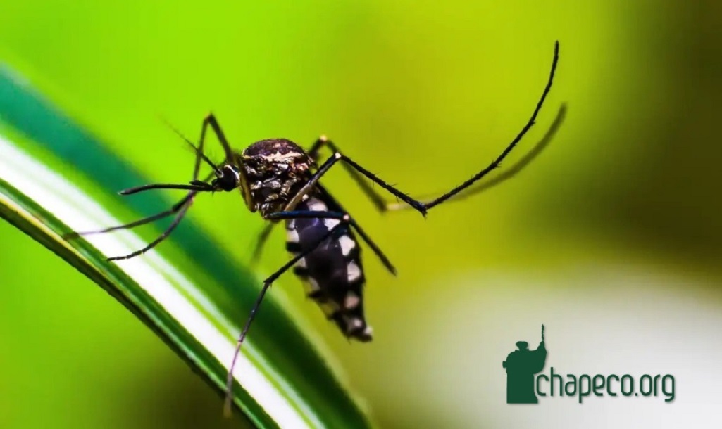 Cidade do Oeste de SC decreta situação de epidemia de dengue