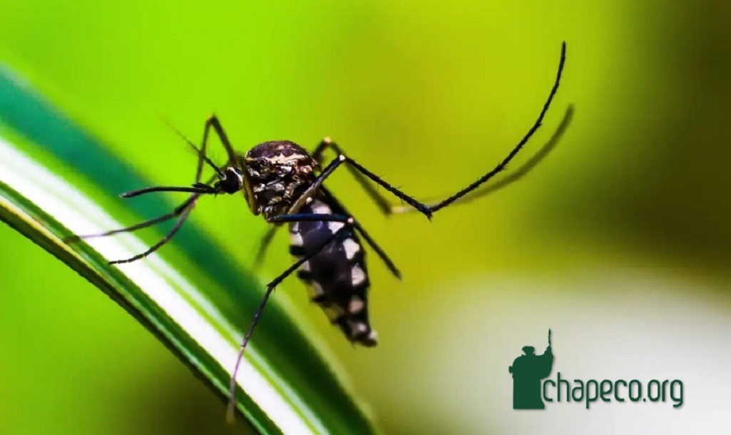 Brasil se aproxima de 2 milhões de casos de dengue