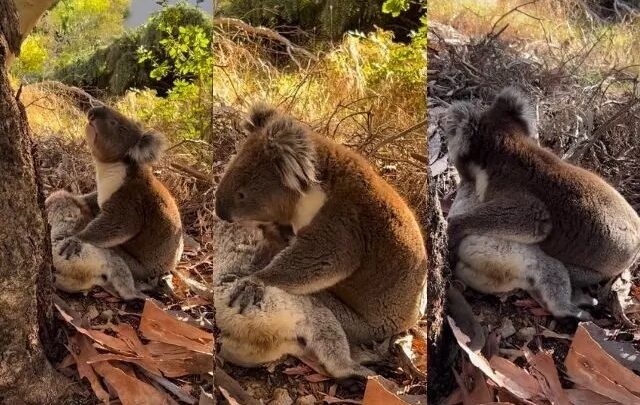 Coala macho lamenta morte de companheira e cena viraliza; veja o vídeo