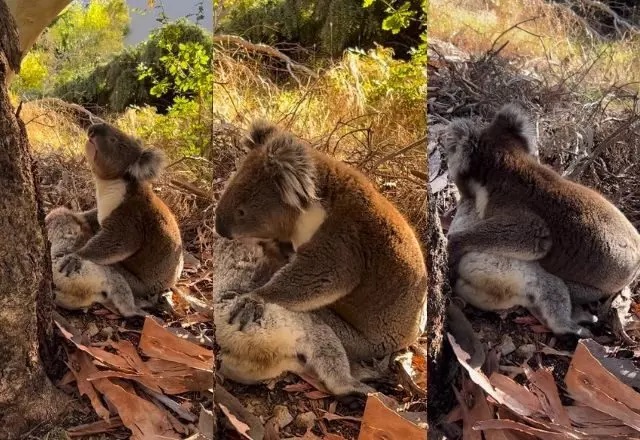 Coala macho lamenta morte de companheira e cena viraliza; veja o vídeo