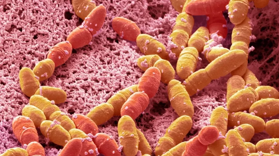 Entenda a bactéria ‘comedora de ânus’ que mata 30% das pessoas e está se espalhando