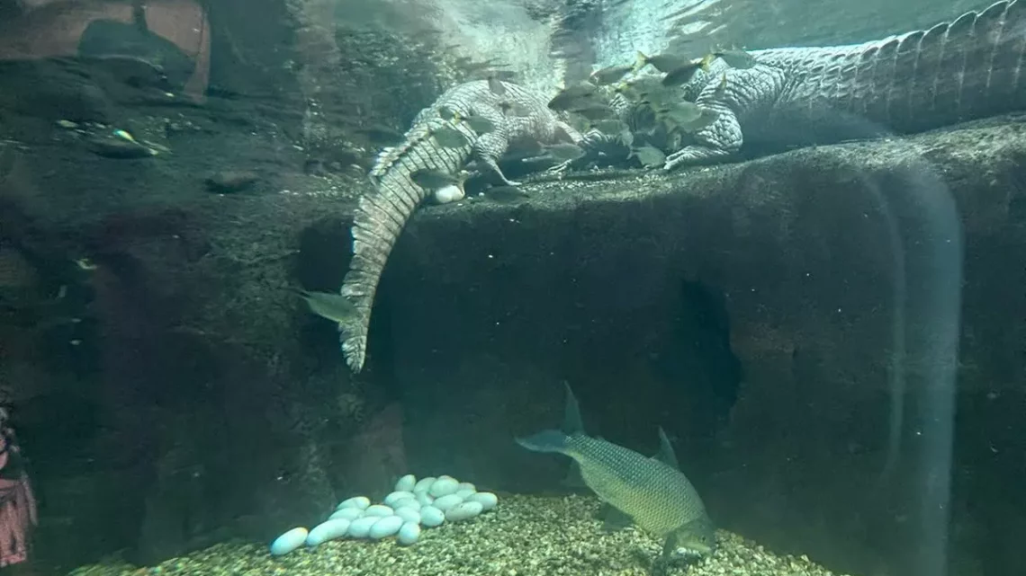 Jacaré fêmea coloca 39 ovos em aquário de SC; veja vídeo
