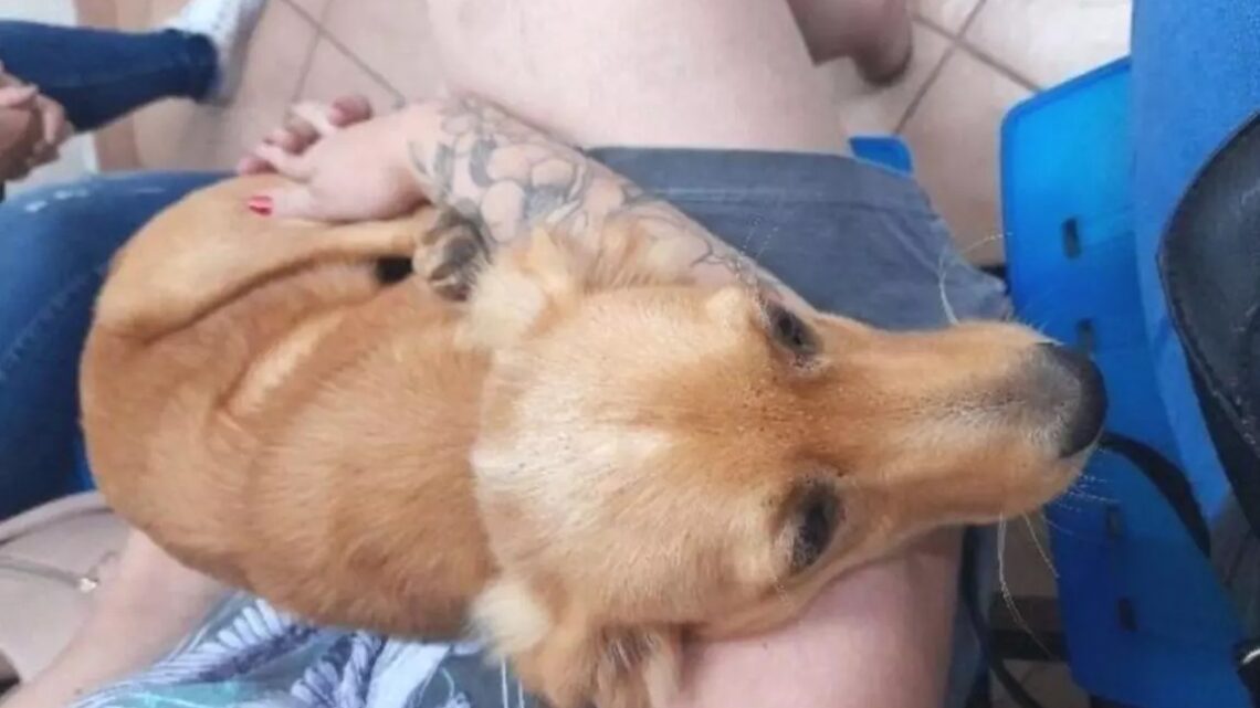 Mulher é presa após arremessar cachorro de moto em movimento em Concórdia