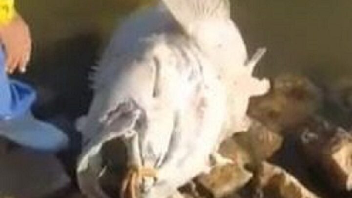 Peixe gigante aparece morto em rio e assusta trabalhadores