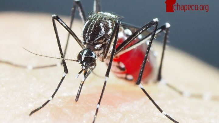 Chapecó tem a primeira morte por dengue