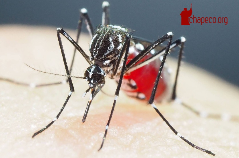 Secretaria de Saúde confirma mais cinco casos de dengue em Xanxerê