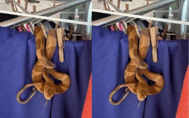 Serpente é encontrada em varal de roupa e assusta moradores em SC