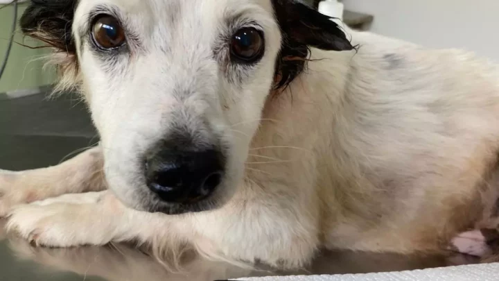 Cãozinho que foi abandonado após atropelamento é resgatado e devolvido aos tutores