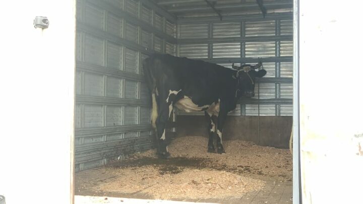 PMRv flagra vaca sendo transportada de forma irregular na SC-480