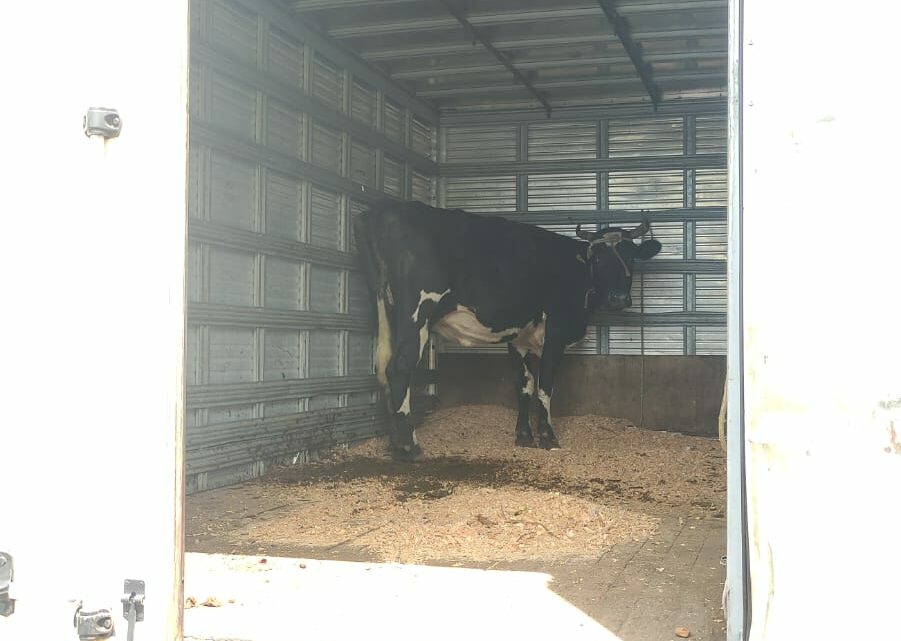 PMRv flagra vaca sendo transportada de forma irregular na SC-480