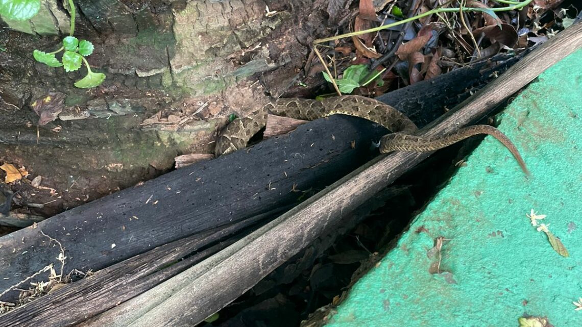 Cobra jararaca é capturada em pátio de escola em Chapecó