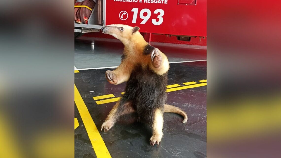 Tamanduá-mirim é capturado em casinha de cachorro no Oeste