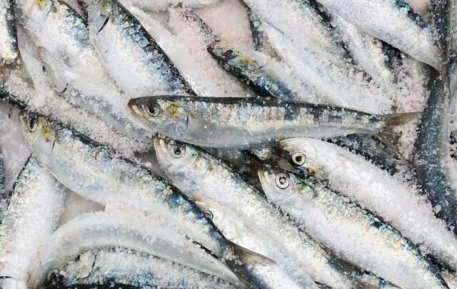 Sardinha de graça! Cidade de SC vai distribuir 5 toneladas do peixe para moradores; veja onde