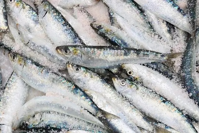 Sardinha de graça! Cidade de SC vai distribuir 5 toneladas do peixe para moradores; veja onde