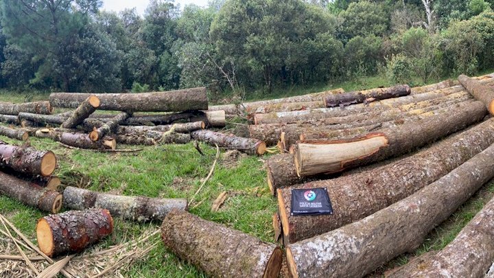 Toras de pinheiro brasileiro são apreendidas em Ponte Alta do Norte