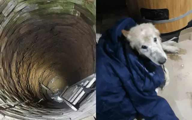 Cachorro border collie cai em poço em construção no Norte de SC e é resgatado; veja imagens