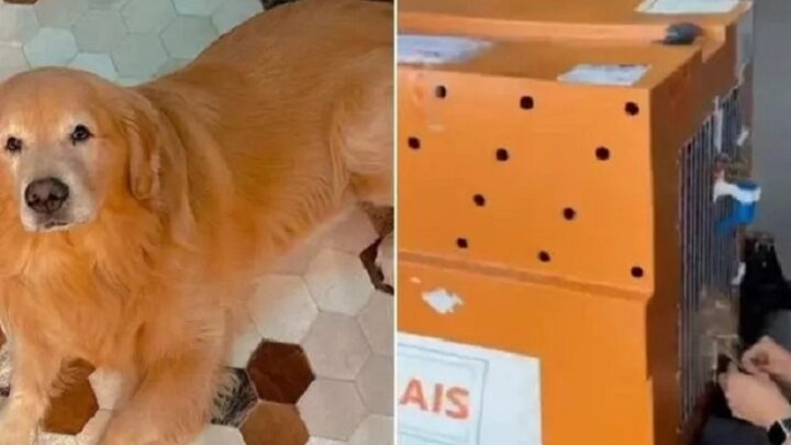 Cachorro morre após ser enviado para destino errado por companhia aérea