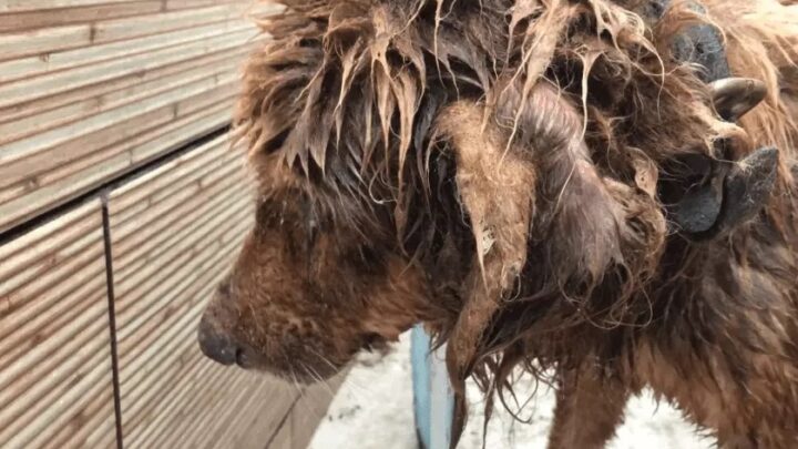 Cão cego e idoso é resgatado após ser vítima de maus-tratos em SC