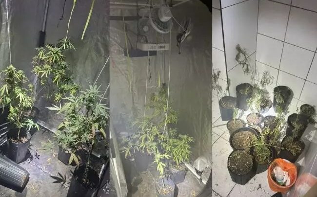 Incêndio em hotel revela plantação de maconha escondida em um dos quartos em SC