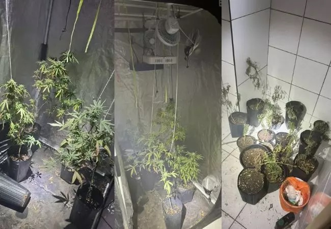 Incêndio em hotel revela plantação de maconha escondida em um dos quartos em SC