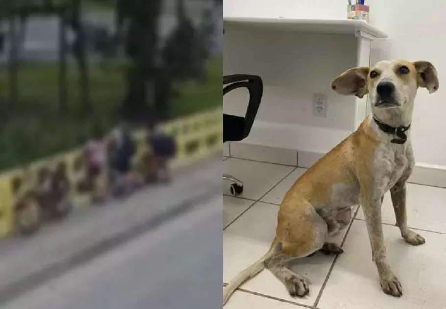 Mulher que jogou cachorro do alto de ponte em SC é denunciada pelo MPSC