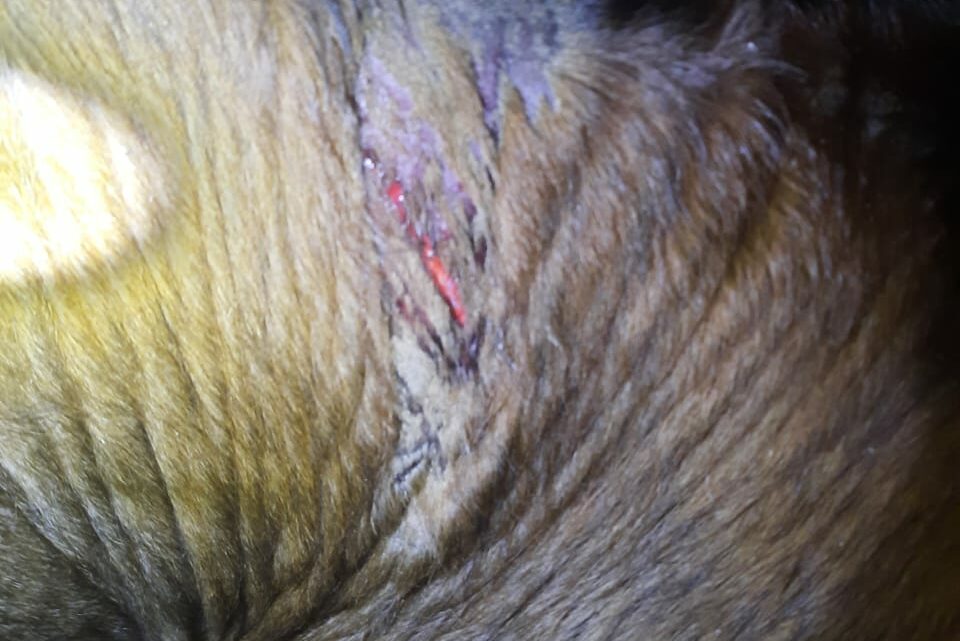 Bovino fica ferido após sofrer ataque de cães em propriedade no interior de Concórdia
