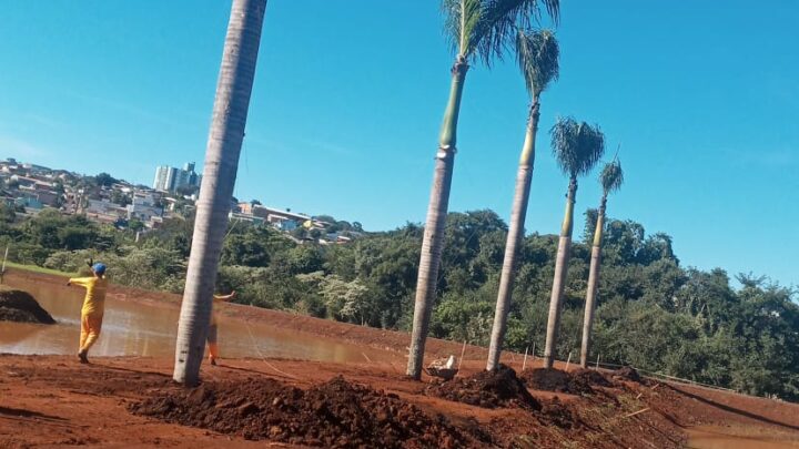 Palmeiras imperiais são transferidas do Calçadão para o Parque Edir de Marco