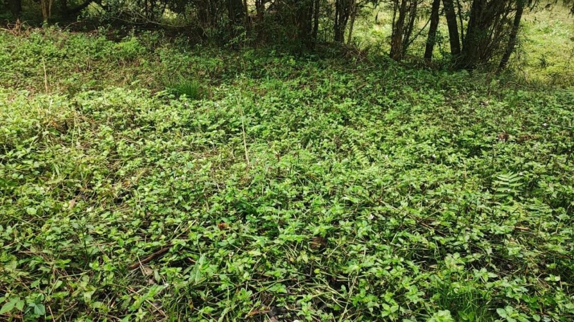 Corpo em avançado estado de decomposição é encontrado em Herval d’Oeste