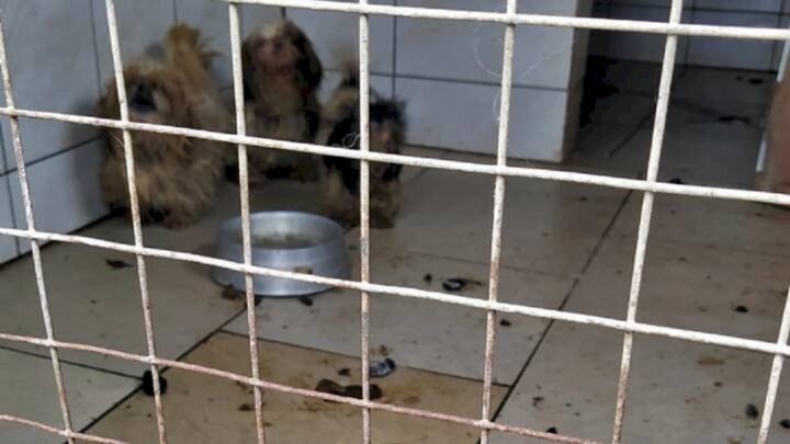 PM resgata cães e gatos em situação de maus-tratos em SC