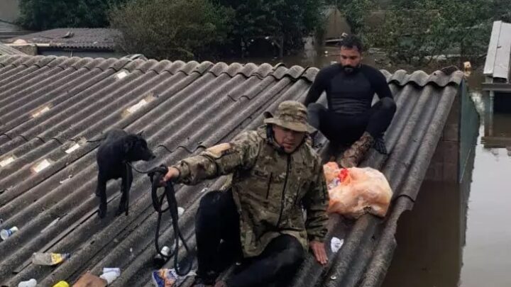 Mais de 11 mil animais afetados pelas enchentes no RS foram resgatados