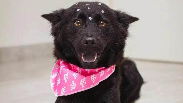 “Preta”, cachorra abusada pelo “Maníaco das Cachorras”, está para adoção