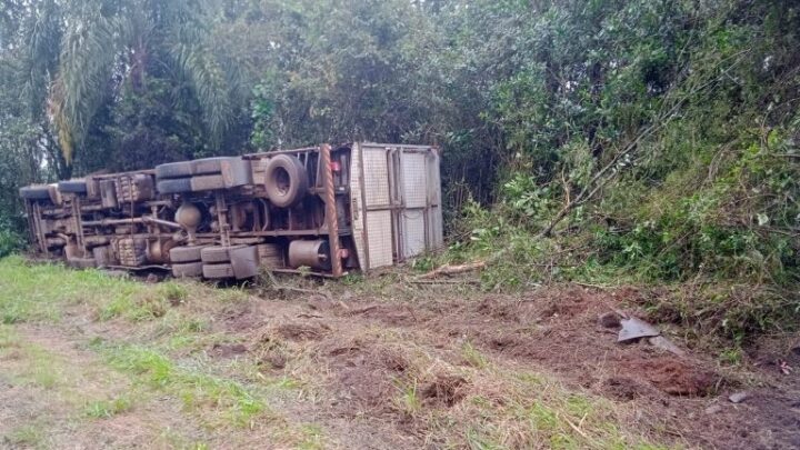 Caminhão carregado com suínos tomba na SC-283 entre Concórdia e Seara