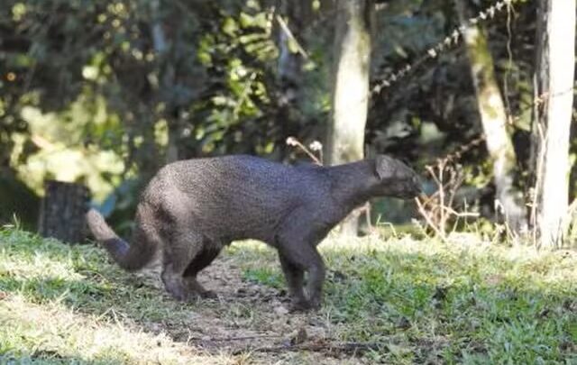 Gato-mourisco, em risco de extinção, é flagrado em ponto turístico de SC: ‘No susto’