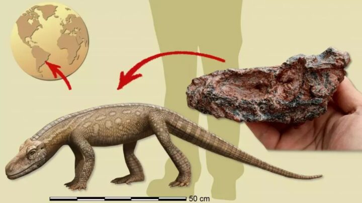 Réptil que viveu antes dos dinossauros é descoberto no Brasil