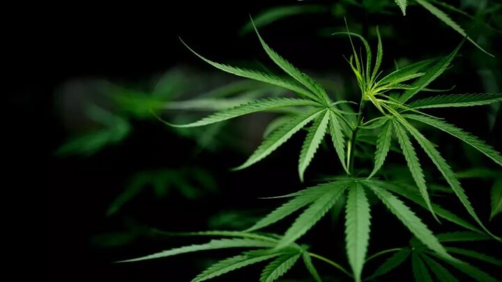Alesc aprova projeto sobre multa por uso e porte de drogas em SC