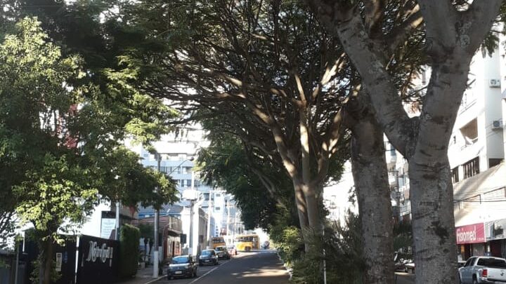 Guapuruvus da Rua Guaporé serão retirados ou podados por risco à segurança