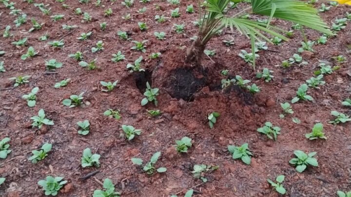 Furto em canteiros e rotatórias em Chapecó