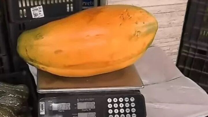 Agricultor aposentado colhe mamão gigante de 8 quilos em quintal de casa