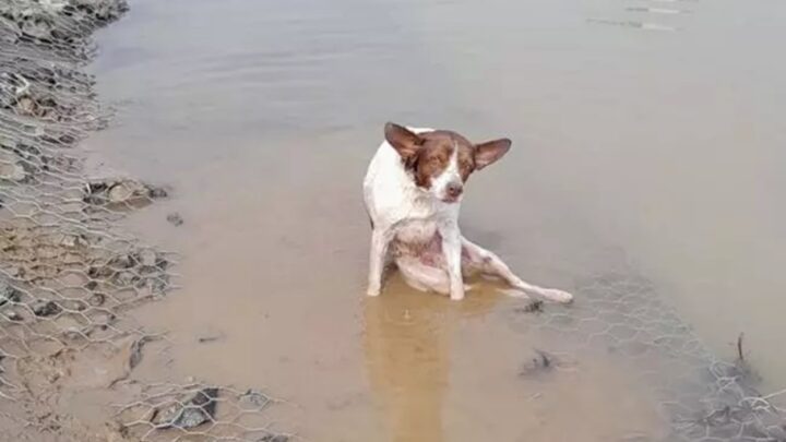 Cachorro ferido é resgatado às margens de rio em SC