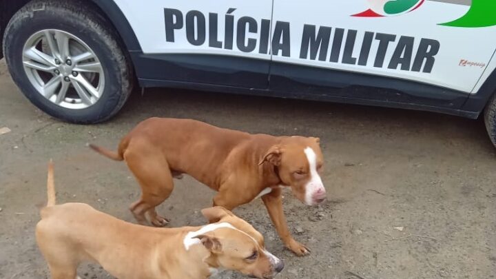 Cães Pitbull matam 21 galinhas e ferem outro cachorro após dono deixar eles soltos