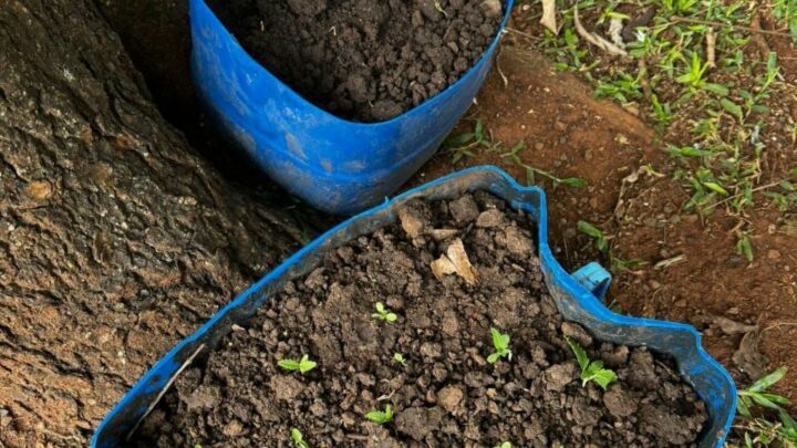 Cacique denuncia cultivo de maconha em aldeia indígena em Chapecó